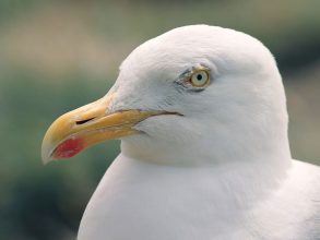 Seagull image